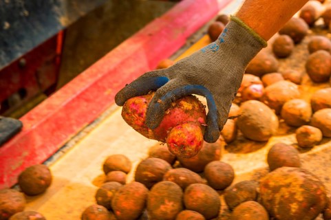 Potato