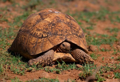 Leopard tortoise