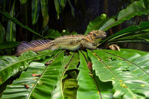 Amboina sail-finned lizards