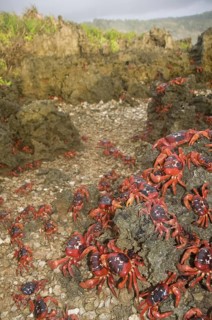 Christmas island red crab