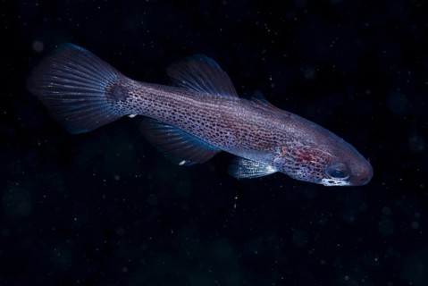 Cardinalfish