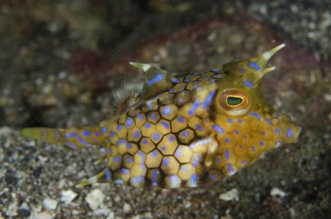 Spiny cowfish