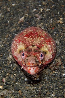 Adult reptile snake eel