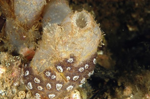 Sea squirt