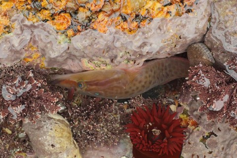 Shore Clingfish