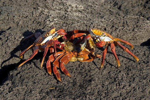 Two sally lightfoot crabs