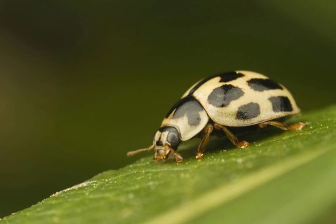 Fourteen-spot Ladybird