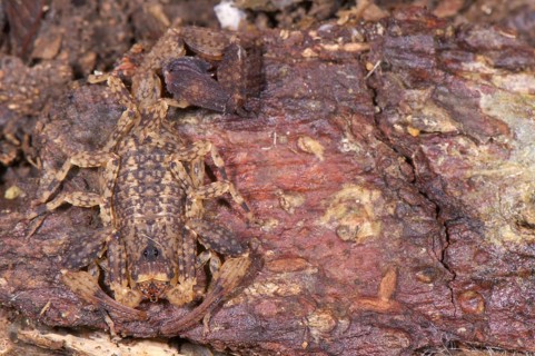 Other animals