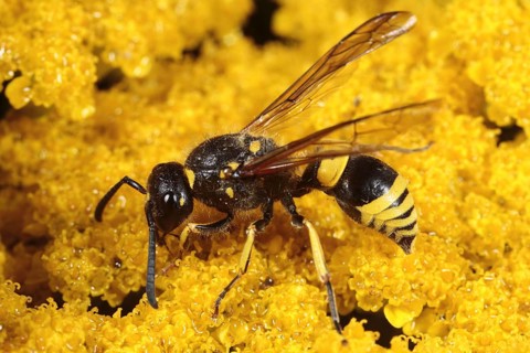 Mason wasp