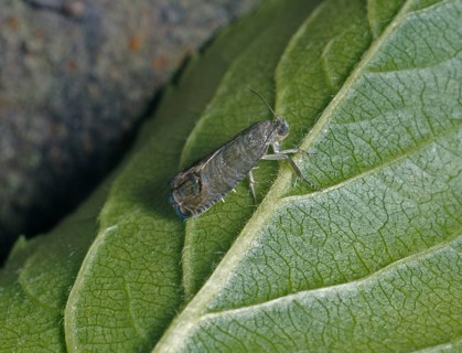 Carpocapsa pomonella