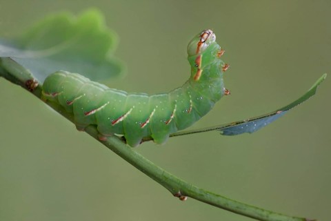 Large moth