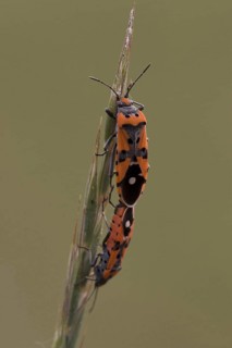 Knight bug