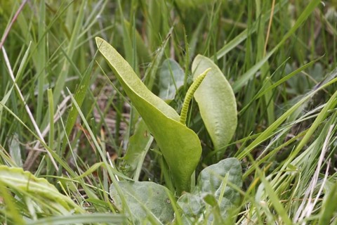 Adder's-tongue