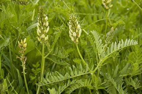Chick-pea milk-vetch