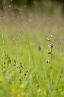 Bee Orchid