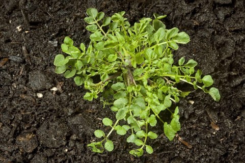 Hairy bittercress