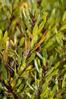 Bog myrtle