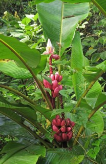 Pink red banana