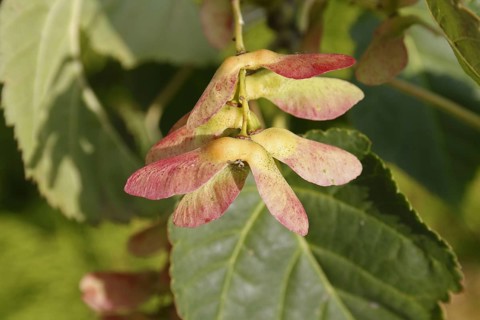 Pere David's pere david's maple