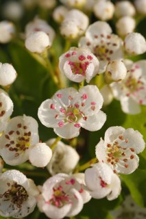 Common common hawthorn
