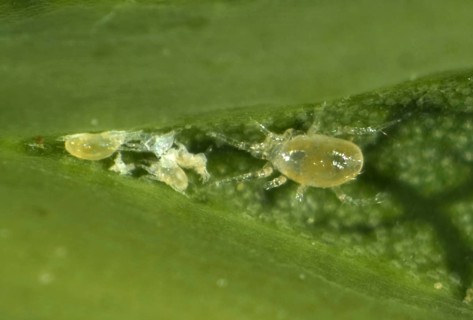 Phytoseiid mite