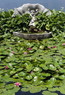 Flowers and leaves of the ornamental water lily