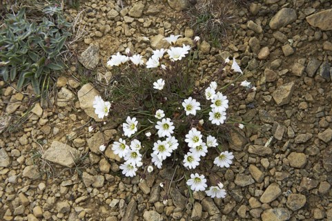 Flowering Edmundson's Chickweed
