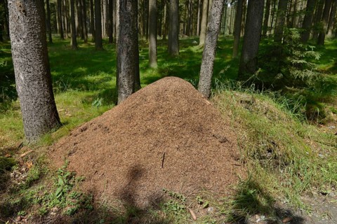 Anthill