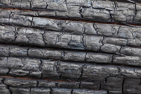 Close-up of a charred tree trunk burnt by a forest fire