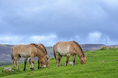 Przewalski's horses