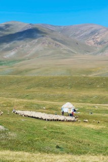 Yurt and flock of sheep