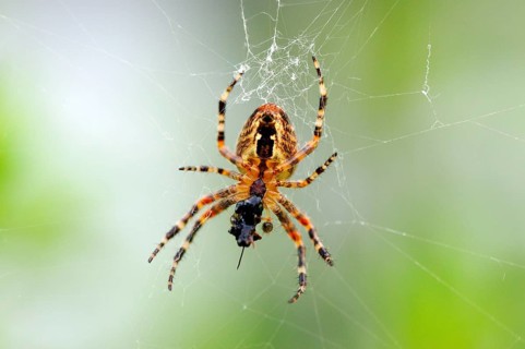 European garden spider