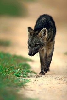 Crab-Eating Fox