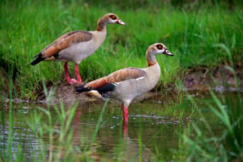 Egyptian goose