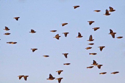 Blood-billed weaver