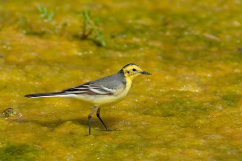 Citrine wagtail