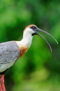 Buff-necked ibis