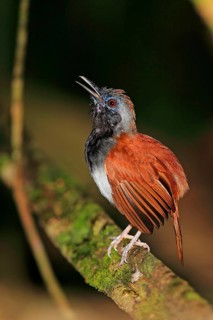 White-bellied Antbird