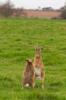 European Hare