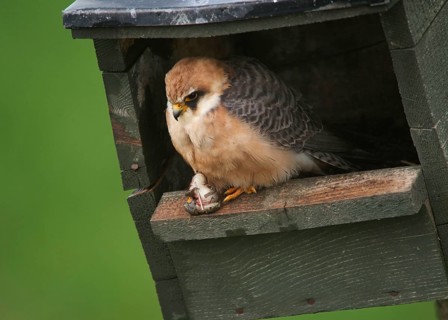 Red-footed Falcon