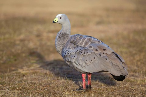 Cape barren goose