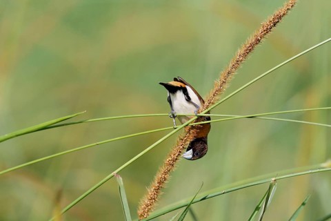 Chestnut-breasted Munia