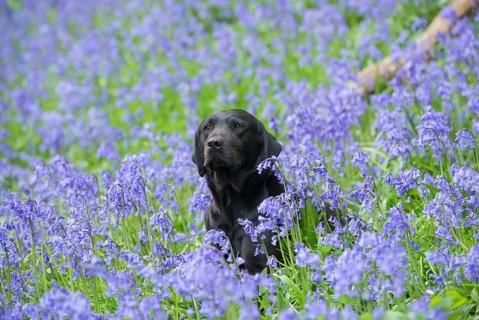 Domestic dog