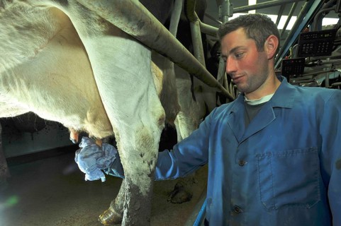Domestic cattle
