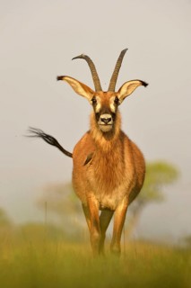 Roan Antelope