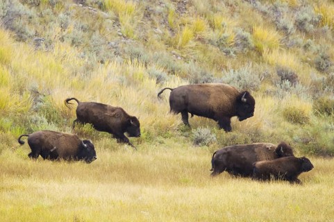 North American Bison