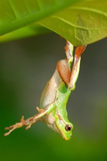 Italian tree frog