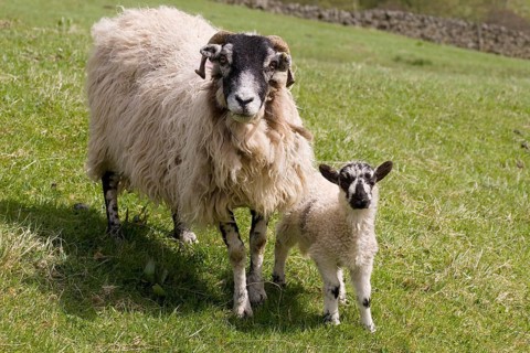 Domestic sheep