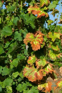 Symptoms of magnesium deficiency on vines in fruit in the Gironde