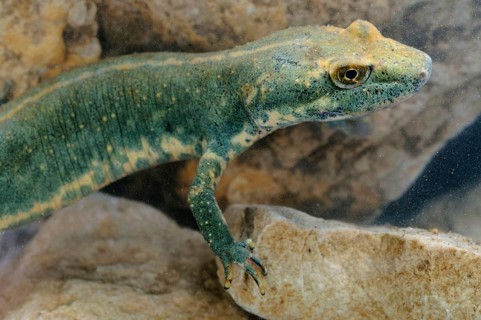 Sardinian brook salamander